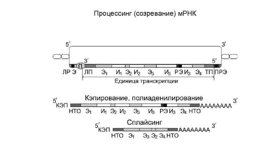 Последовательность созревания мрнк. Матричные процессы схема. Матричные процессы схемы ЕГЭ. Матричные процессы в ЕГЭ.