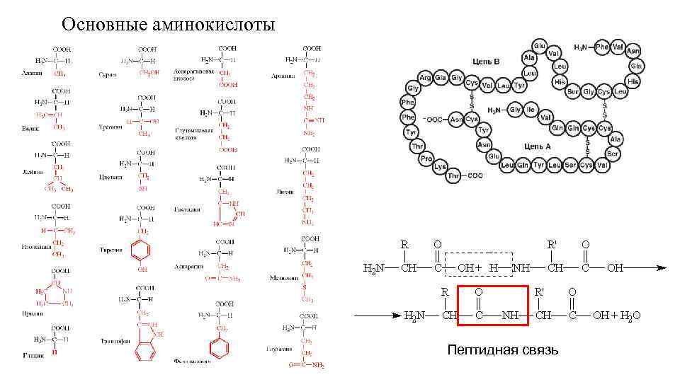 Химические элементы аминокислот. Основных аминокислот. Основные аминокислоты кислая аминокислота. Основные аминокислоты биохимия. Кислые и основные аминокислоты.