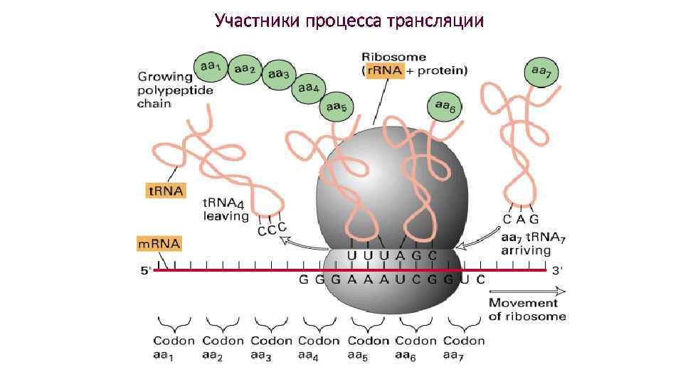 Участники процесса трансляции 