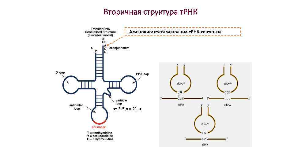 Соединение трнк с аминокислотой. Вторичная структура т РНК. Вторичная структура РНК схема. Схема вторичной структуры ТРНК. Вторичная структура ТРНК.