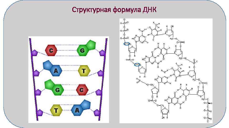 В молекуле днк количество