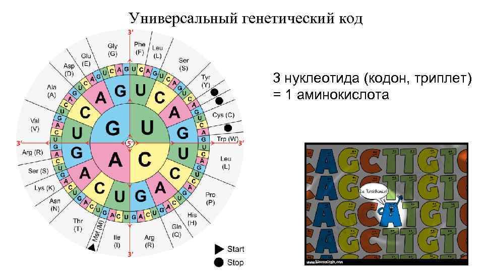 Кодоны днк. Кодоны. Кодоны аминокислот. Генетический код универсален.