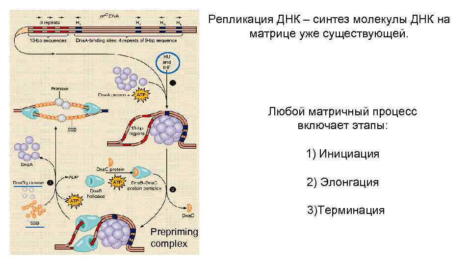 На молекуле днк синтезируется. Процессы матричного синтеза таблица. Таблица 3.4. Матричные процессы. Матричный Синтез репликация ДНК. Процессы матричного синтеза в клетке.