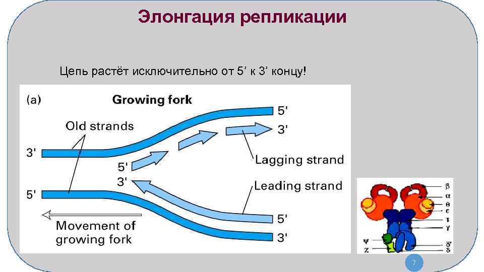 Элонгация репликации Цепь растёт исключительно от 5’ к 3’ концу! 7 
