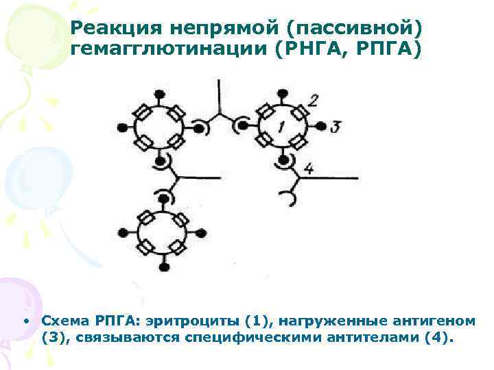 Реакция непрямой (пассивной) гемагглютинации (РНГА, РПГА) • Схема РПГА: эритроциты (1), нагруженные антигеном (3),