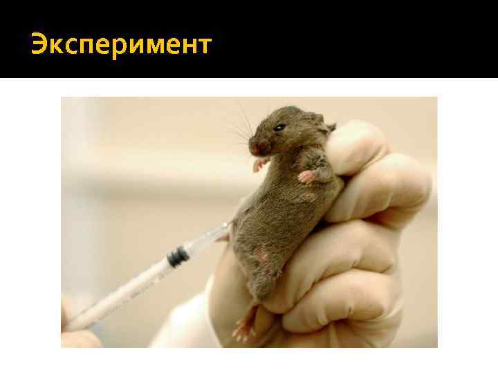 Эксперимент 