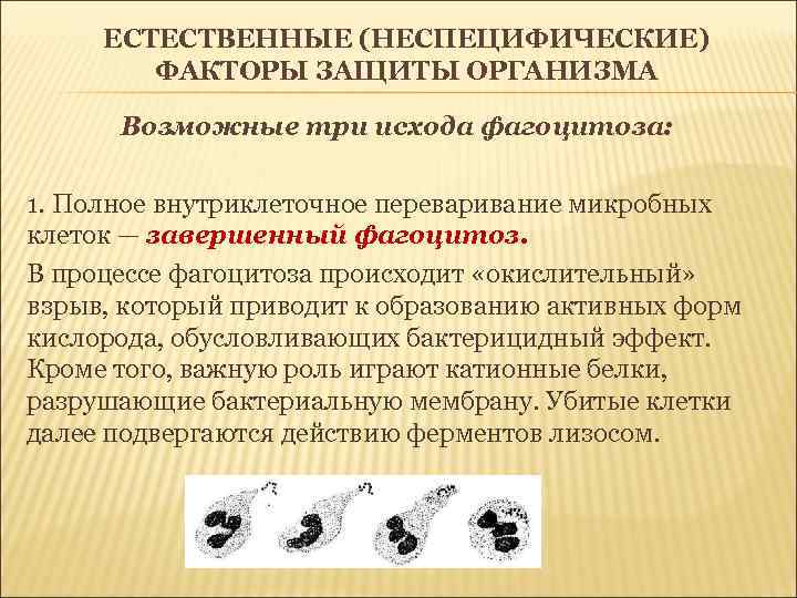 ЕСТЕСТВЕННЫЕ (НЕСПЕЦИФИЧЕСКИЕ) ФАКТОРЫ ЗАЩИТЫ ОРГАНИЗМА Возможные три исхода фагоцитоза: 1. Полное внутриклеточное переваривание микробных