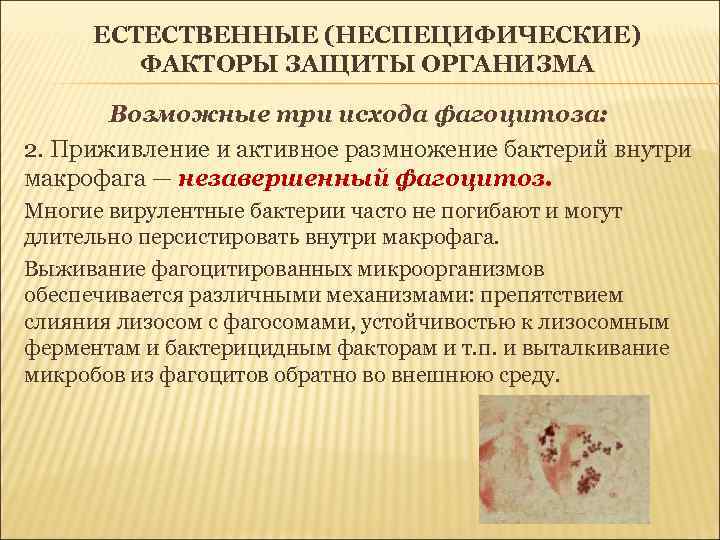ЕСТЕСТВЕННЫЕ (НЕСПЕЦИФИЧЕСКИЕ) ФАКТОРЫ ЗАЩИТЫ ОРГАНИЗМА Возможные три исхода фагоцитоза: 2. Приживление и активное размножение