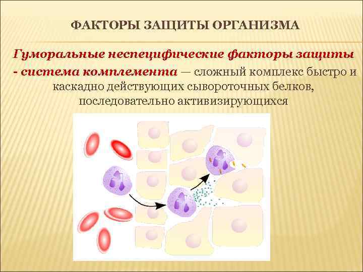 ФАКТОРЫ ЗАЩИТЫ ОРГАНИЗМА Гуморальные неспецифические факторы защиты - система комплемента — сложный комплекс быстро