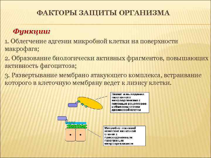 ФАКТОРЫ ЗАЩИТЫ ОРГАНИЗМА Функции: 1. Облегчение адгезии микробной клетки на поверхности макрофага; 2. Образование