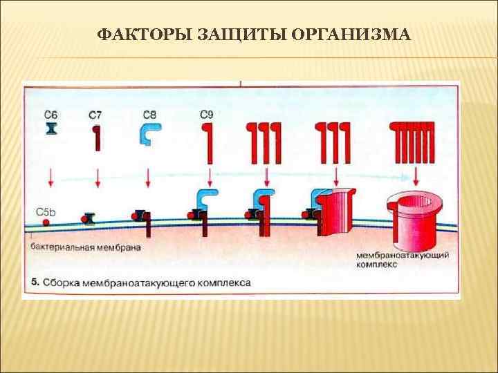 ФАКТОРЫ ЗАЩИТЫ ОРГАНИЗМА 