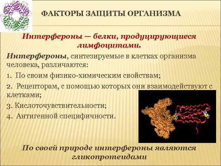 ФАКТОРЫ ЗАЩИТЫ ОРГАНИЗМА Интерфероны — белки, продуцирующиеся лимфоцитами. Интерфероны, синтезируемые в клетках организма человека,