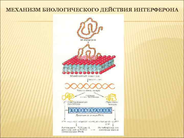 МЕХАНИЗМ БИОЛОГИЧЕСКОГО ДЕЙСТВИЯ ИНТЕРФЕРОНА 