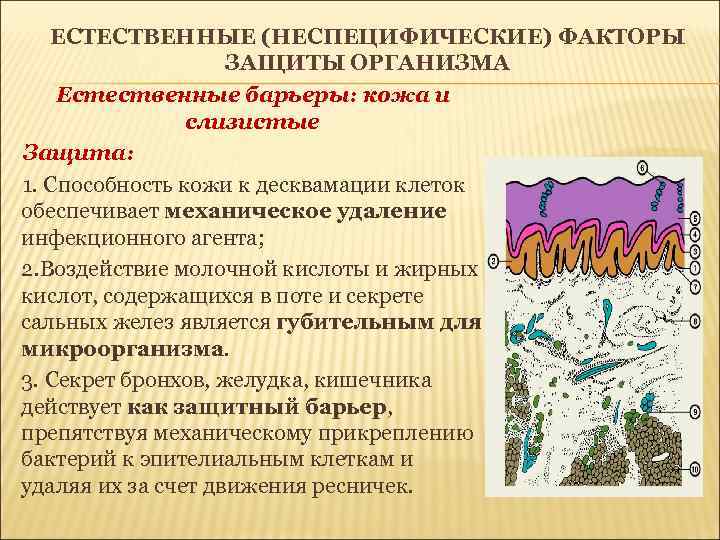 ЕСТЕСТВЕННЫЕ (НЕСПЕЦИФИЧЕСКИЕ) ФАКТОРЫ ЗАЩИТЫ ОРГАНИЗМА Естественные барьеры: кожа и слизистые Защита: 1. Способность кожи