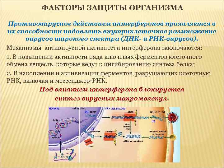 ФАКТОРЫ ЗАЩИТЫ ОРГАНИЗМА Противовирусное действием интерферонов проявляется в их способности подавлять внутриклеточное размножение вирусов