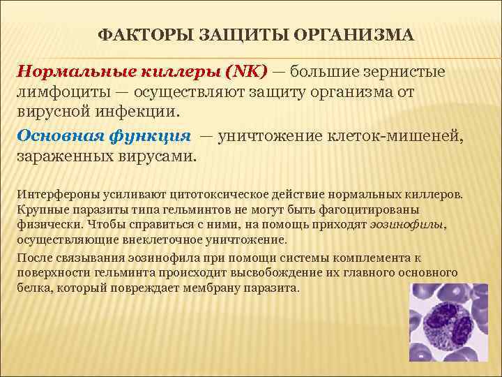 ФАКТОРЫ ЗАЩИТЫ ОРГАНИЗМА Нормальные киллеры (NK) — большие зернистые лимфоциты — осуществляют защиту организма