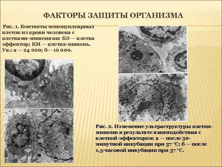 ФАКТОРЫ ЗАЩИТЫ ОРГАНИЗМА Рис. 1. Контакты мононуклеарных клеток из крови человека с клетками-мишенями: КЭ