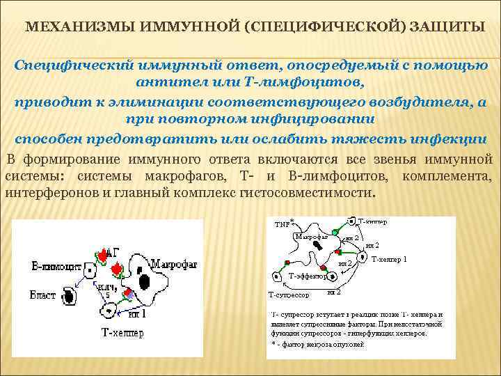 МЕХАНИЗМЫ ИММУННОЙ (СПЕЦИФИЧЕСКОЙ) ЗАЩИТЫ Специфический иммунный ответ, опосредуемый с помощью антител или Т-лимфоцитов, приводит