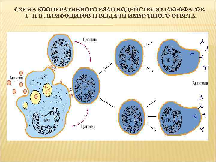 СХЕМА КООПЕРАТИВНОГО ВЗАИМОДЕЙСТВИЯ МАКРОФАГОВ, Т- И В-ЛИМФОЦИТОВ И ВЫДАЧИ ИММУННОГО ОТВЕТА 