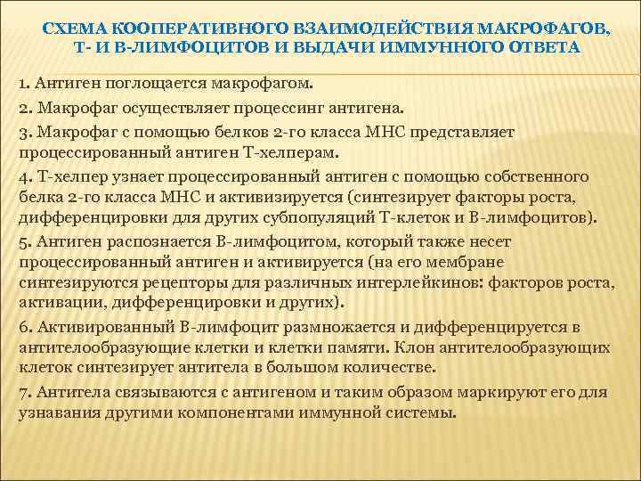 СХЕМА КООПЕРАТИВНОГО ВЗАИМОДЕЙСТВИЯ МАКРОФАГОВ, Т- И В-ЛИМФОЦИТОВ И ВЫДАЧИ ИММУННОГО ОТВЕТА 1. Антиген поглощается