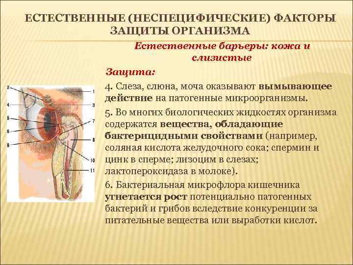 ЕСТЕСТВЕННЫЕ (НЕСПЕЦИФИЧЕСКИЕ) ФАКТОРЫ ЗАЩИТЫ ОРГАНИЗМА Естественные барьеры: кожа и слизистые Защита: 4. Слеза, слюна,