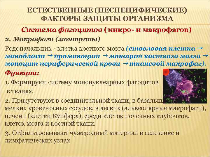 ЕСТЕСТВЕННЫЕ (НЕСПЕЦИФИЧЕСКИЕ) ФАКТОРЫ ЗАЩИТЫ ОРГАНИЗМА Cистема фагоцитов (микро- и макрофагов) 2. Макрофаги (моноциты) Родоначальник