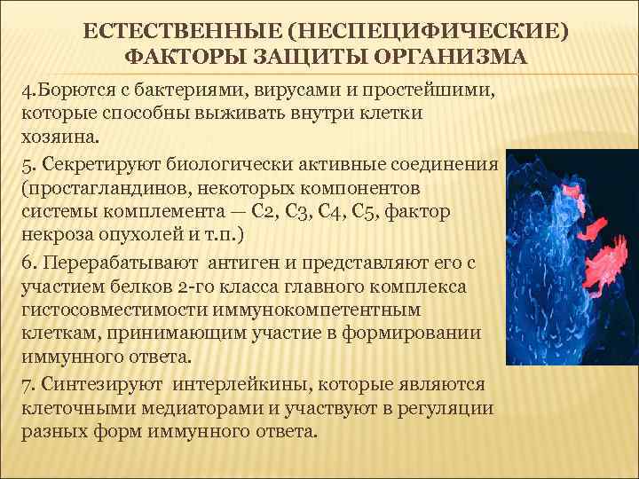 ЕСТЕСТВЕННЫЕ (НЕСПЕЦИФИЧЕСКИЕ) ФАКТОРЫ ЗАЩИТЫ ОРГАНИЗМА 4. Борются с бактериями, вирусами и простейшими, которые способны