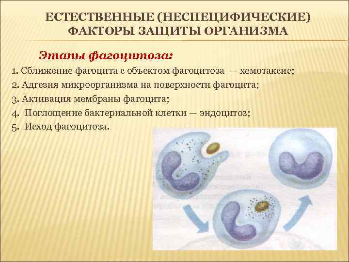 ЕСТЕСТВЕННЫЕ (НЕСПЕЦИФИЧЕСКИЕ) ФАКТОРЫ ЗАЩИТЫ ОРГАНИЗМА Этапы фагоцитоза: 1. Сближение фагоцита с объектом фагоцитоза —