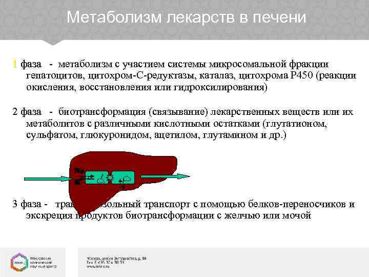 Метаболизм лекарств в печени 1 фаза - метаболизм с участием системы микросомальной фракции гепатоцитов,