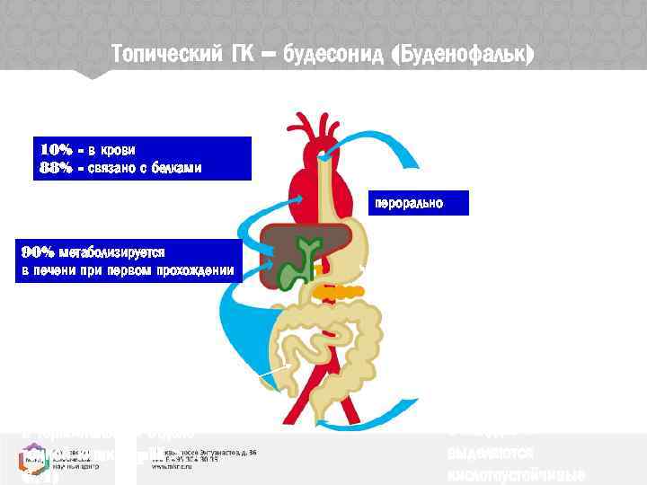 Топический ГК – будесонид (Буденофальк) 10% - в крови 88% - связано с белками