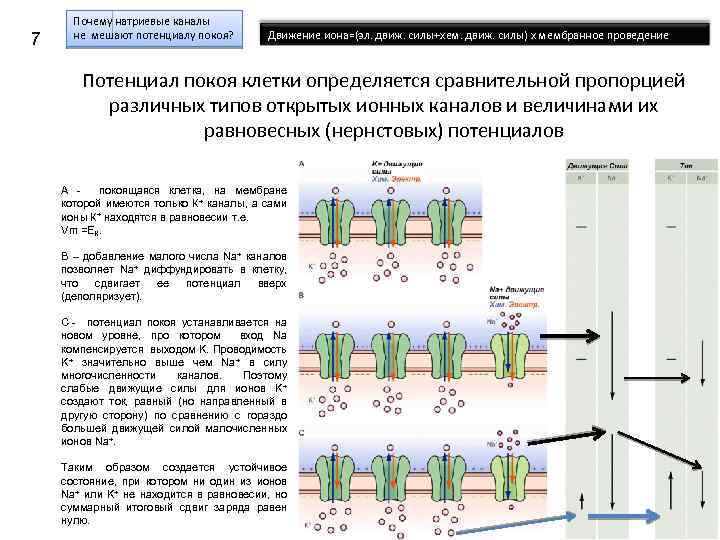 7 Почему натриевые каналы не мешают потенциалу покоя? Движение иона=(эл. движ. силы+хем. движ. силы)