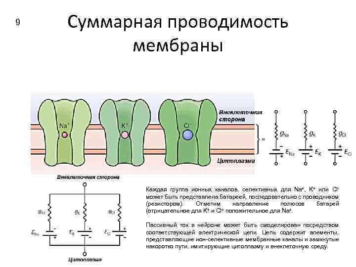 9 Суммарная проводимость мембраны Каждая группа ионных каналов, селективных для Na+, K+ или Cl-