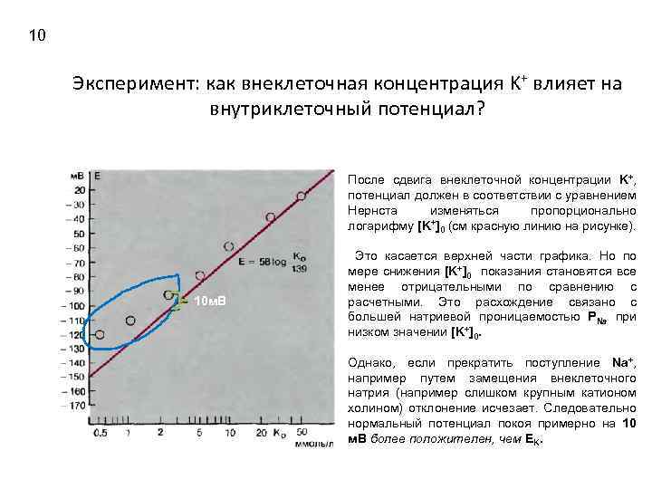 10 Эксперимент: как внеклеточная концентрация K+ влияет на внутриклеточный потенциал? После сдвига внеклеточной концентрации