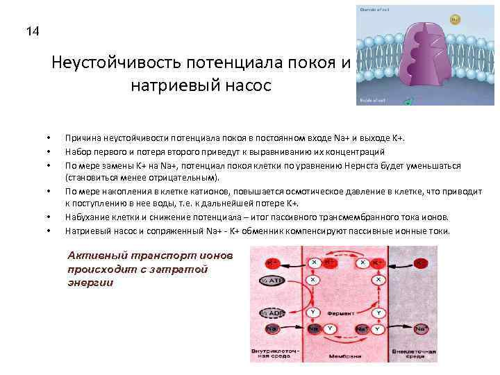 14 Неустойчивость потенциала покоя и натриевый насос • • • Причина неустойчивости потенциала покоя