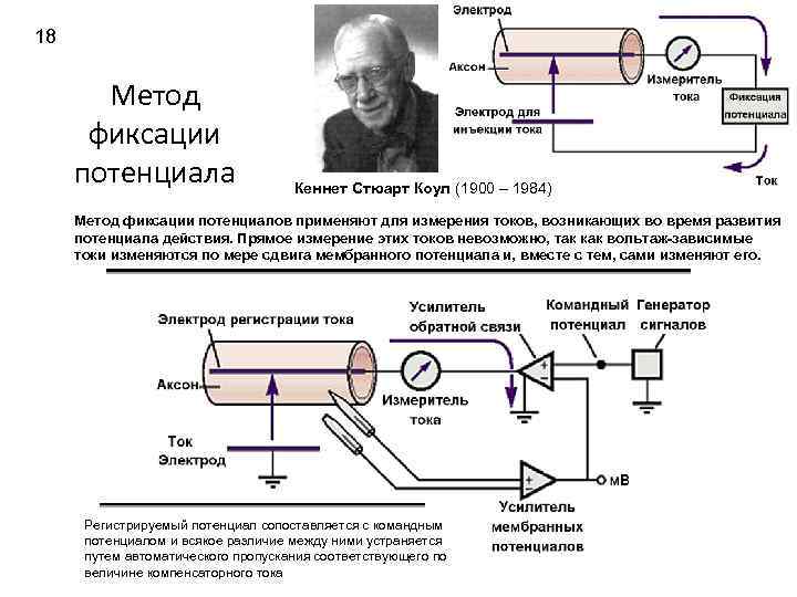 18 Метод фиксации потенциала Кеннет Стюарт Коул (1900 – 1984) Метод фиксации потенциалов применяют