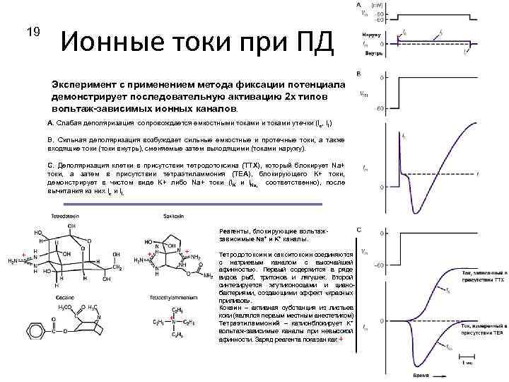 19 Ионные токи при ПД Эксперимент с применением метода фиксации потенциала демонстрирует последовательную активацию