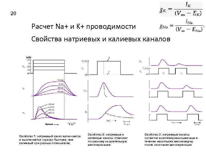 20 Расчет Na+ и K+ проводимости Свойства натриевых и калиевых каналов Свойство 1: натриевый