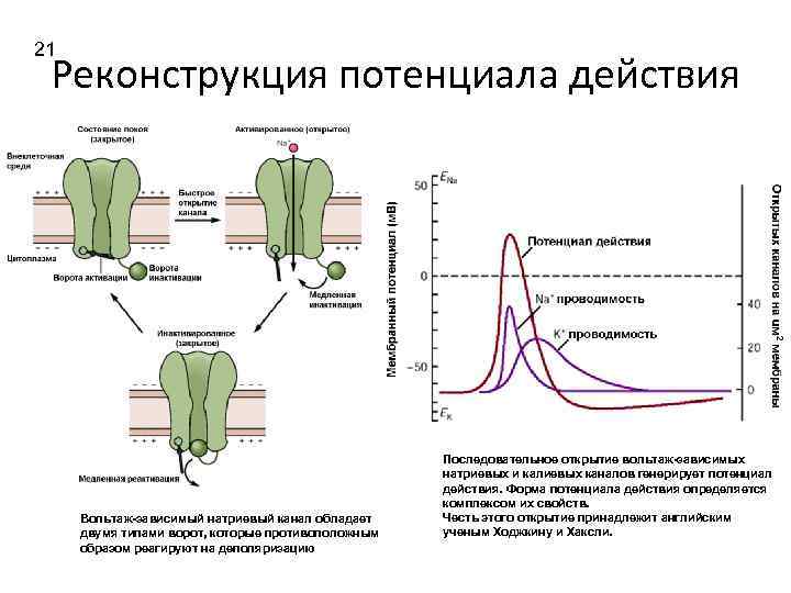 21 Реконструкция потенциала действия Вольтаж-зависимый натриевый канал обладает двумя типами ворот, которые противоположным образом