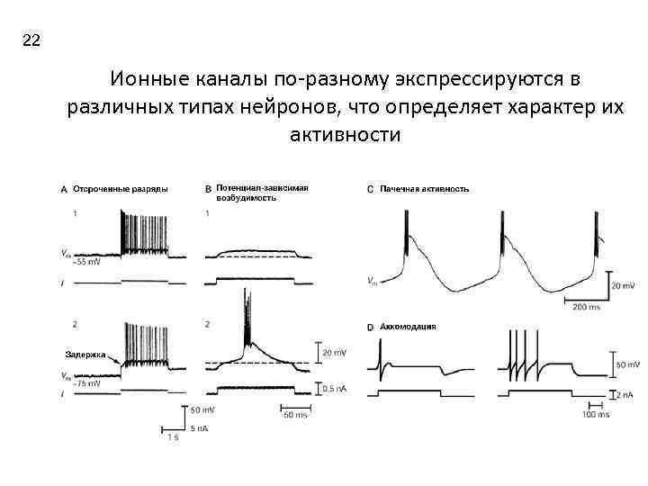 22 Ионные каналы по-разному экспрессируются в различных типах нейронов, что определяет характер их активности