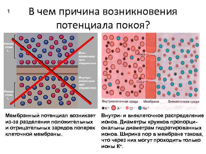 1 В чем причина возникновения потенциала покоя? Мембранный потенциал возникает из-за разделения положительных и