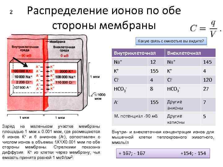 2 Распределение ионов по обе стороны мембраны Какую связь с емкостью вы видите? Внутриклеточная