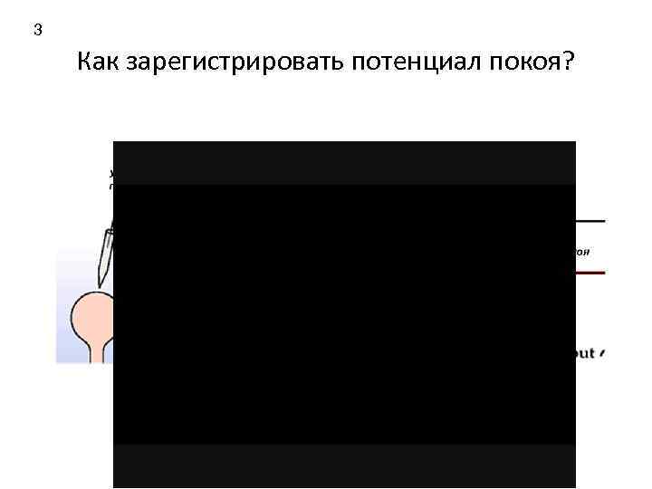 3 Как зарегистрировать потенциал покоя? 