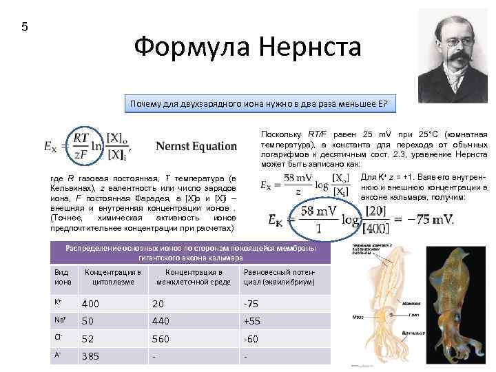 5 Формула Нернста Почему для двухзарядного иона нужно в два раза меньшее Е? Поскольку