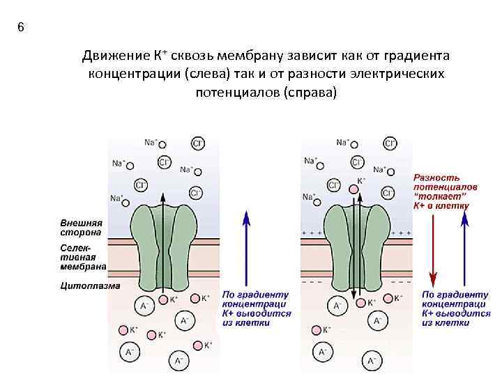 6 Движение К+ сквозь мембрану зависит как от градиента концентрации (слева) так и от