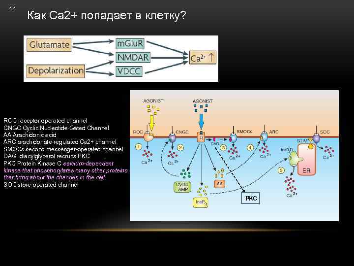11 Как Ca 2+ попадает в клетку? ROC receptor operated channel CNGC Cyclic Nucleotide