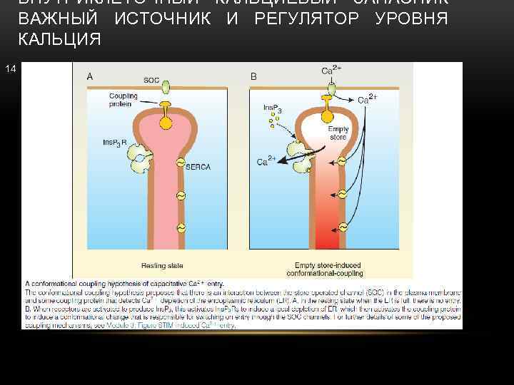 ВНУТРИКЛЕТОЧНЫЙ КАЛЬЦИЕВЫЙ ЗАПАСНИК ВАЖНЫЙ ИСТОЧНИК И РЕГУЛЯТОР УРОВНЯ КАЛЬЦИЯ 14 