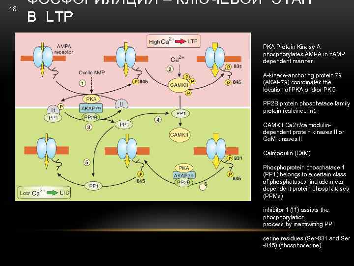 18 ФОСФОРИЛЯЦИЯ – КЛЮЧЕВОЙ ЭТАП В LTP PKA Protein Kinase A phosphorylates AMPA in