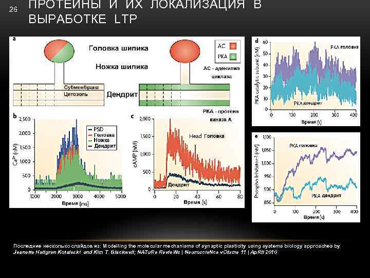 26 ПРОТЕИНЫ И ИХ ЛОКАЛИЗАЦИЯ В ВЫРАБОТКЕ LTP Последние несколько слайдов из: Modelling the