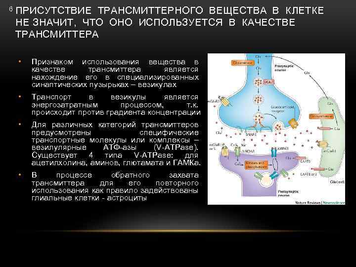 6 ПРИСУТСТВИЕ ТРАНСМИТТЕРНОГО ВЕЩЕСТВА В КЛЕТКЕ НЕ ЗНАЧИТ, ЧТО ОНО ИСПОЛЬЗУЕТСЯ В КАЧЕСТВЕ ТРАНСМИТТЕРА