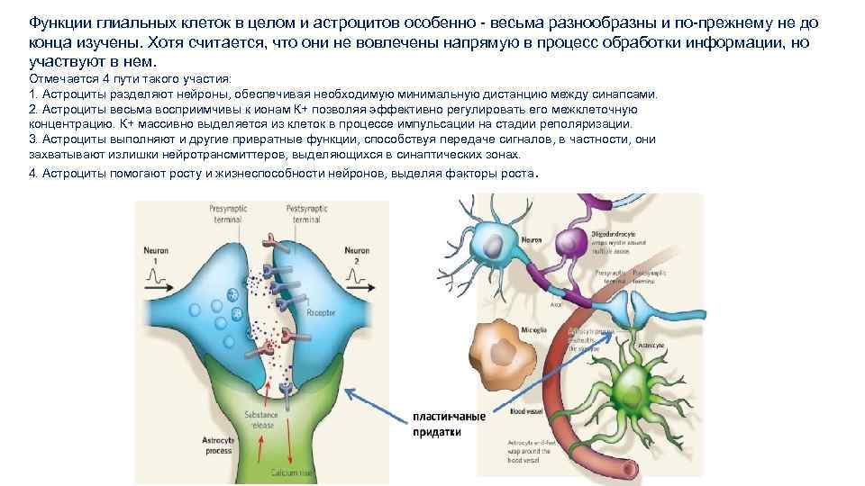 Функции глиальных клеток в целом и астроцитов особенно - весьма разнообразны и по-прежнему не